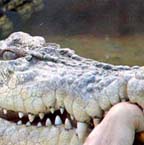 Croc bites off arm
